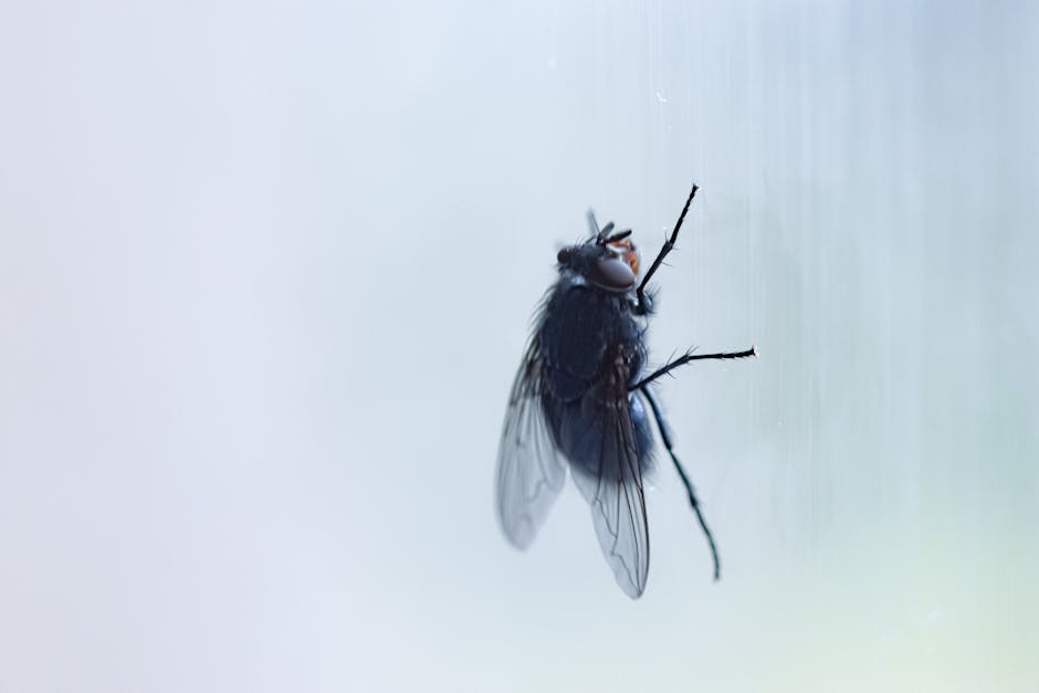 A close-up image of a housefly clinging to a smooth, transparent glass surface. The fly's body is dark grey and slightly shiny, with a textured exoskeleton visible on its thorax and abdomen. Its large