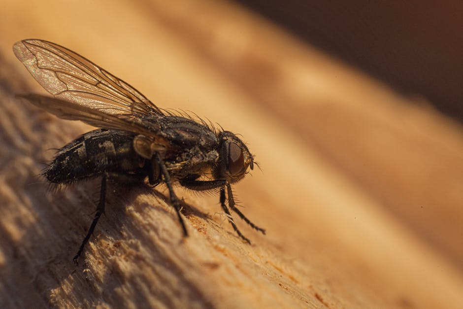 A close-up image of a housefly clinging to a smooth, transparent glass surface. The fly's body is dark grey and slightly shiny, with a textured exoskeleton visible on its thorax and abdomen. Its large